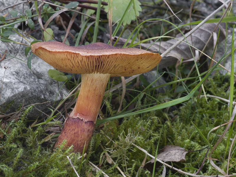 Cortinarius phrygianus